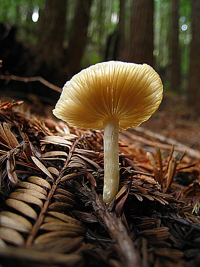 White Mushroom In The Redwoods Photograph by John King I I I