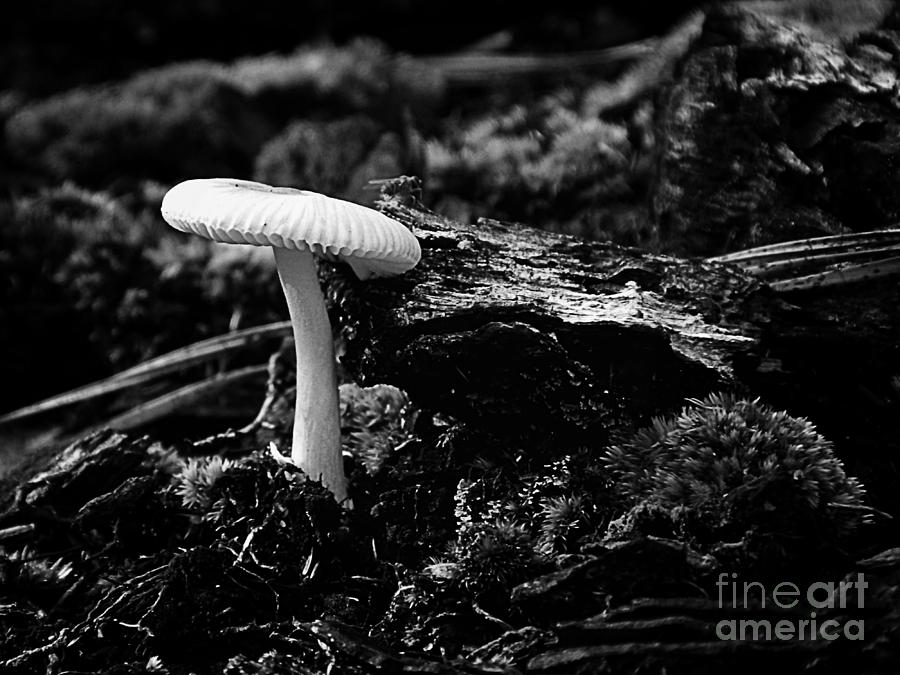 White Mushroom Photograph by Sharon Woerner