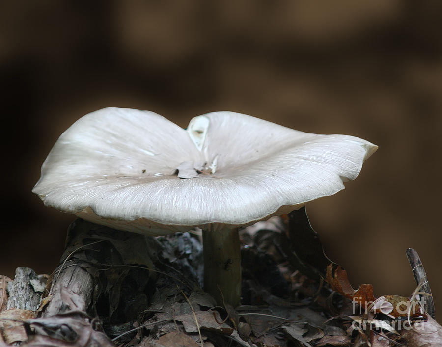 White Mushroom Photograph by Smilin Eyes Treasures
