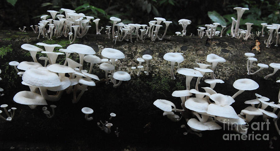 White Mushrooms Amazon Jungle Brazil 1 Photograph by Bob Christopher