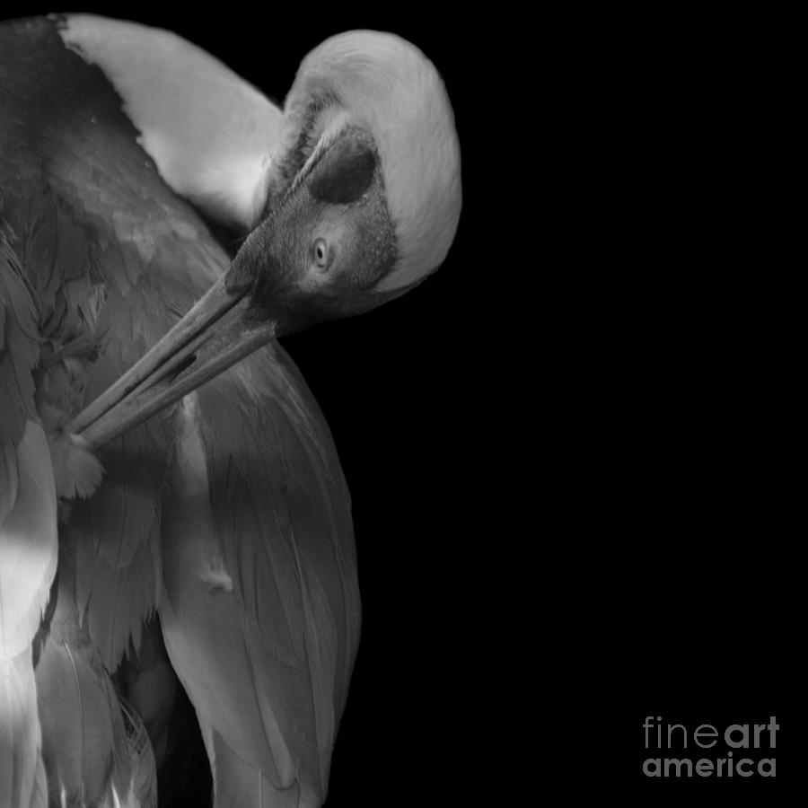 White Napped Crane grooming Photograph by Paul Davenport
