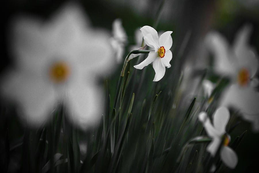Spring Photograph - White Narcissus Closeup by Vlad Baciu