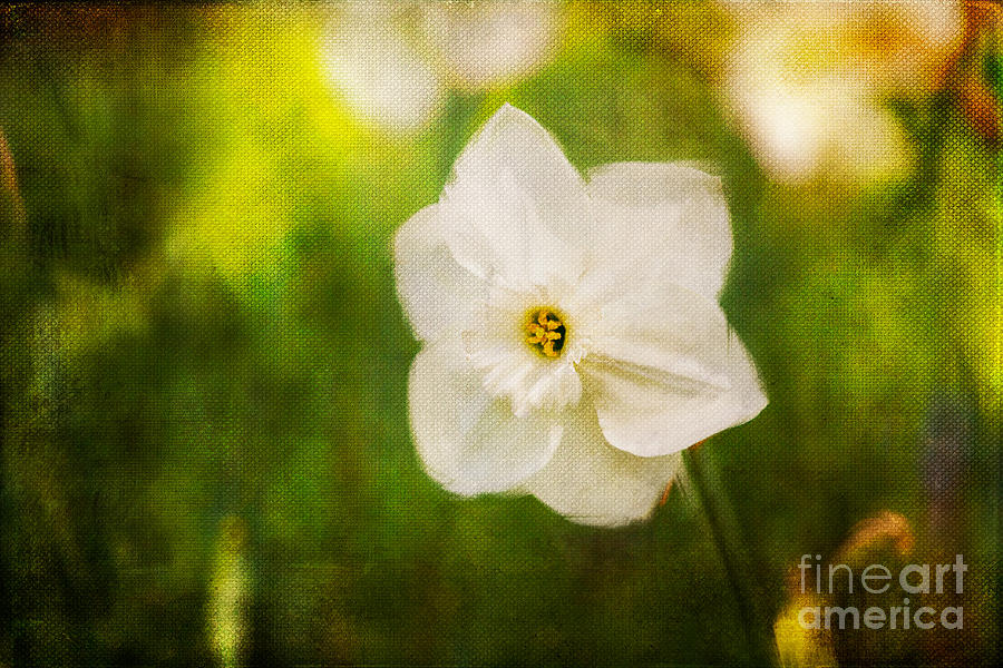 Spring Photograph - White Narcissus by Katka Pruskova
