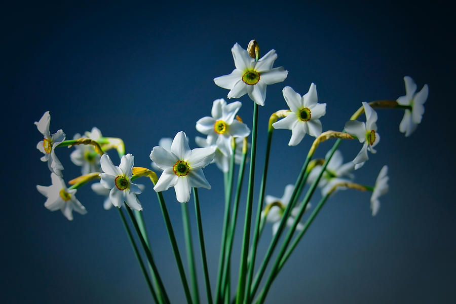 White Narcissus On A Dark Blue Background Photograph by Vlad Baciu
