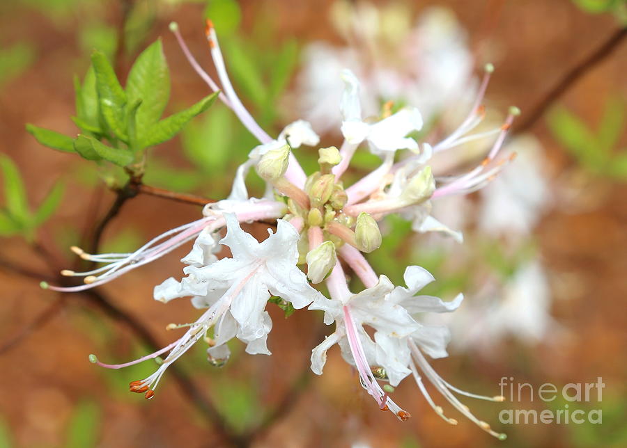 Spring Photograph - White Native Azalea by Carol Groenen