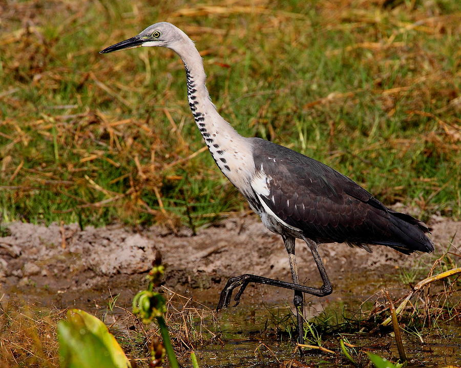 White-necked Heron Photograph by Bruce J Robinson