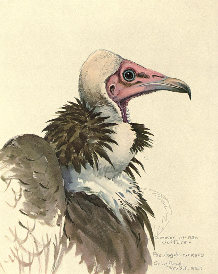 John James Audubon Painting - White Necked Vulture by Dreyer Wildlife Print Collections 
