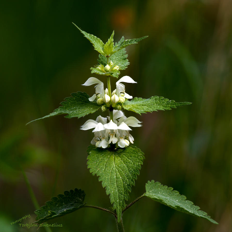 Flowering Plant Photograph - White Nettle by Torbjorn Swenelius