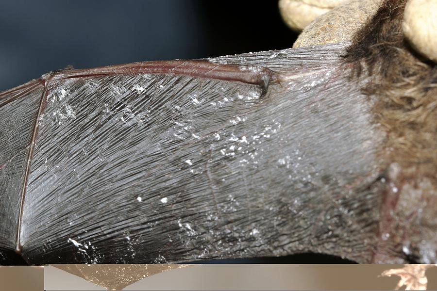 White nose syndrome in bats Photograph by Science Photo Library - Fine ...