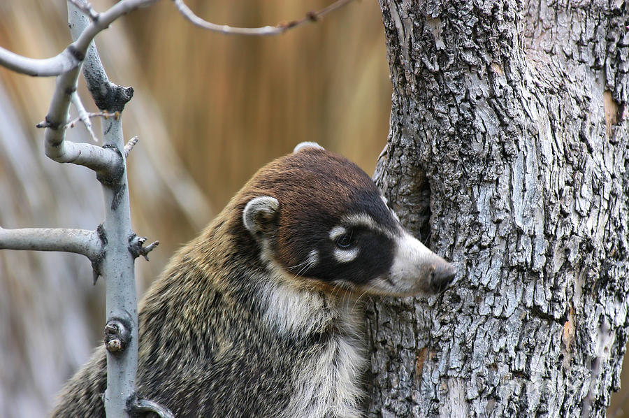 White-nosed Coati 2 Photograph by Al Andersen
