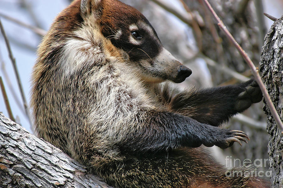 White-nosed Coati 3 Photograph by Al Andersen