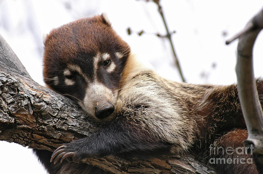 White-nosed Coati 4 Photograph by Al Andersen