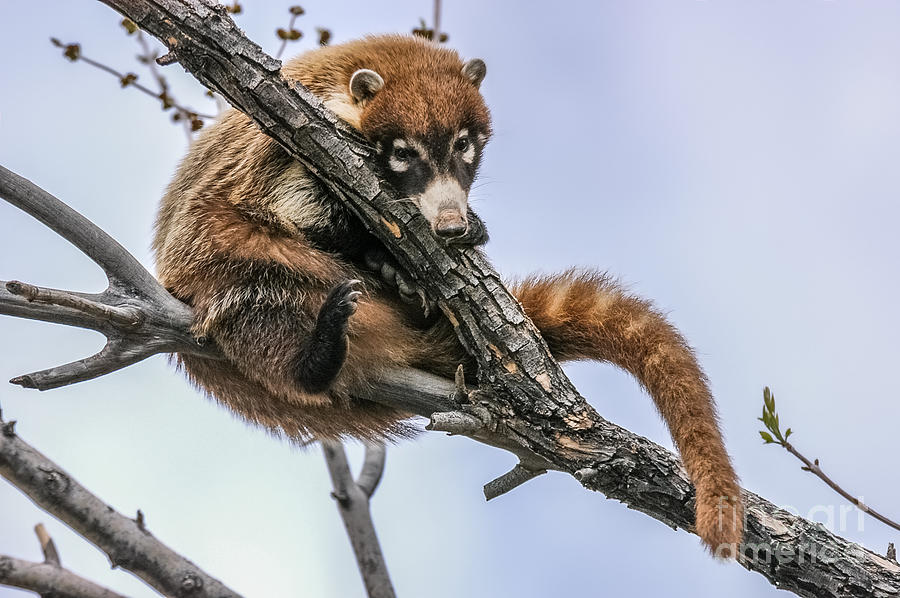 White-nosed Coati 5 Photograph by Al Andersen