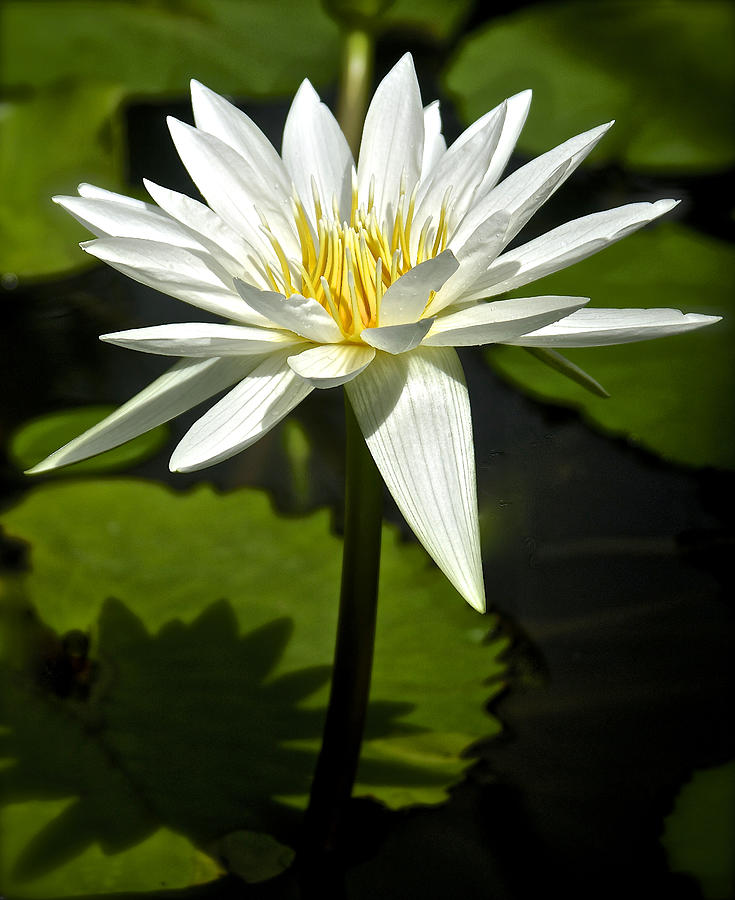 White Nymphaea, Water Lily Photograph by Venetia Featherstone-Witty