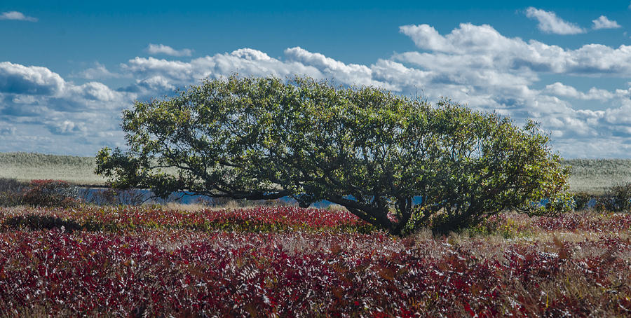 White Oak in Chilmark Photograph by Steve Myrick