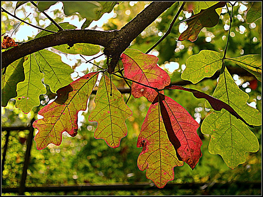 White Oak Leaves Photograph by Kathy Barney