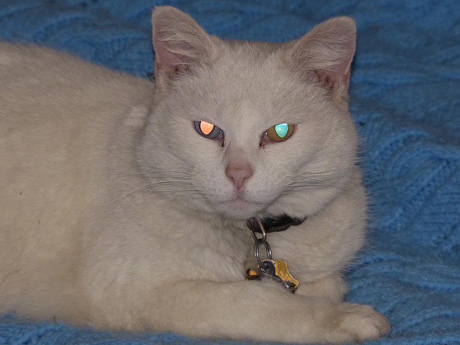 White odd eyed cat Photograph by Thomas Samida