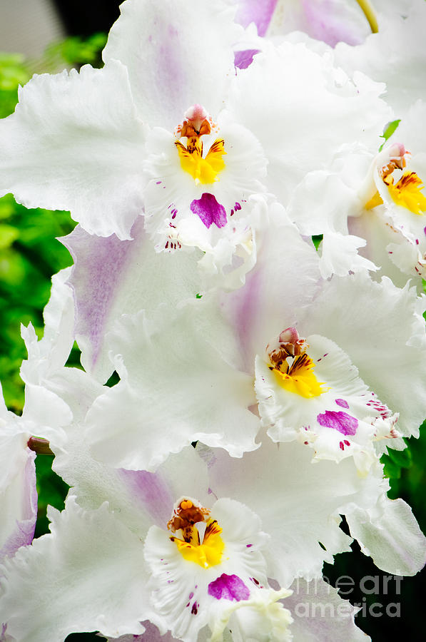 White Odontioda Orchid Photograph by Oscar Gutierrez