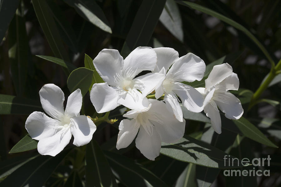 White Oleander Photograph by Diane Macdonald