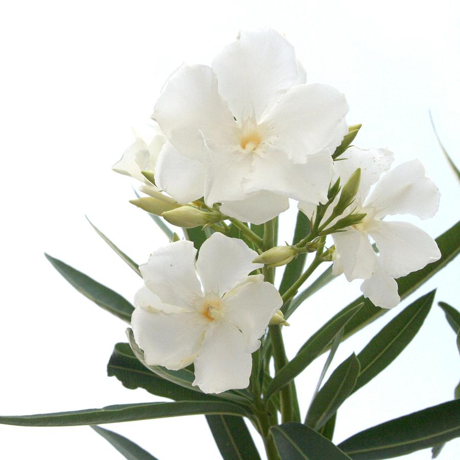 White Oleander Flowers Close Up Isolated On White Background  Photograph by Taiche Acrylic Art