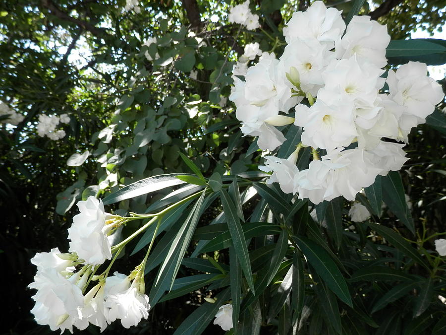 White Flower Photograph - White Oleander by Pema Hou