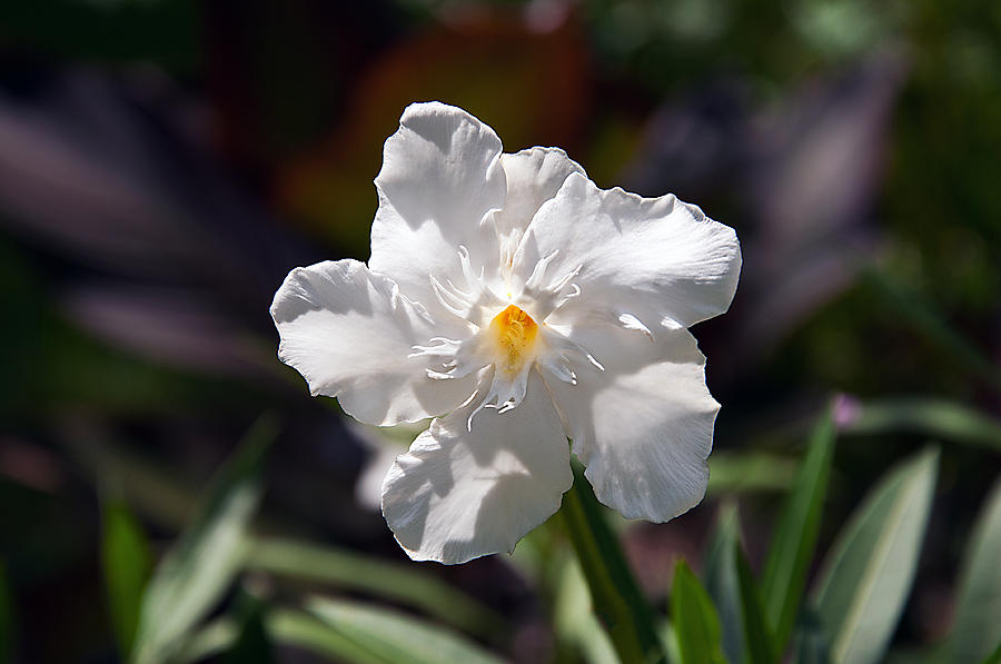 White Oleander - Poisonous Beauty Photograph by Donna Proctor
