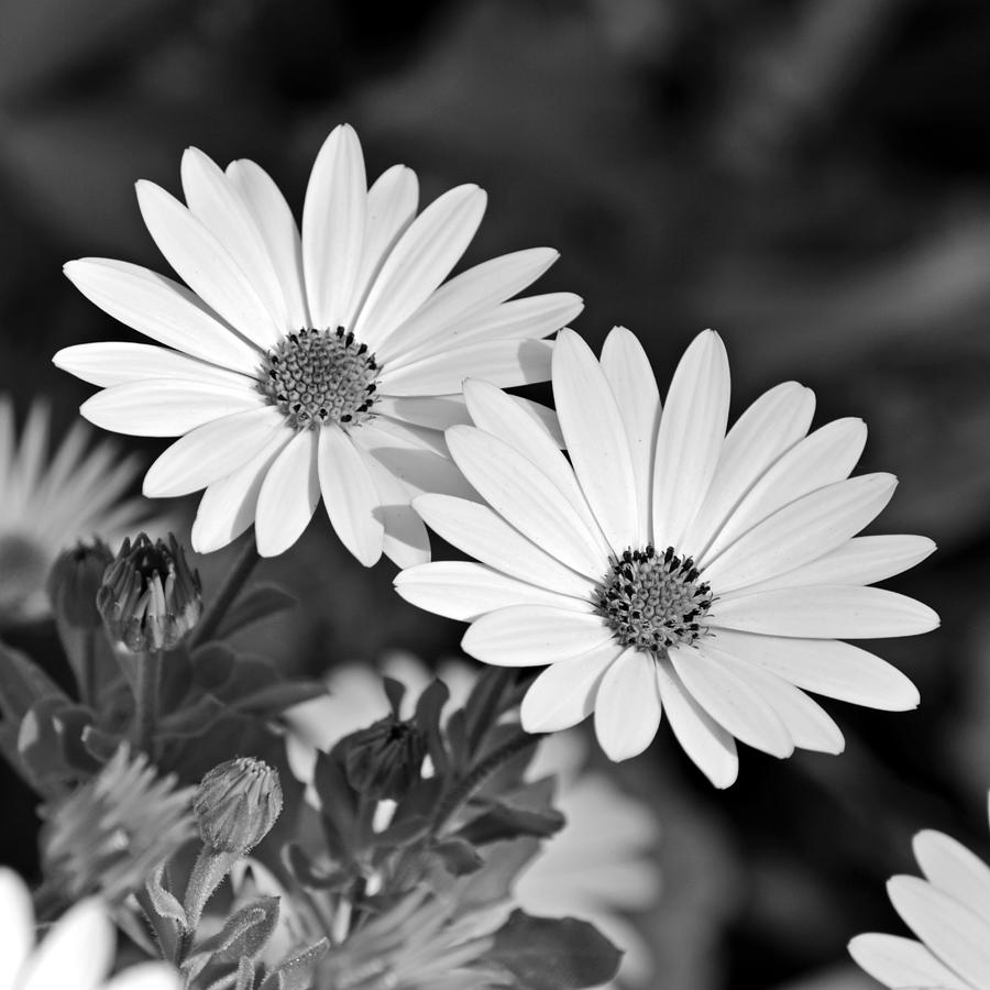 Daisy Photograph - White on Black by Sharon Lisa Clarke