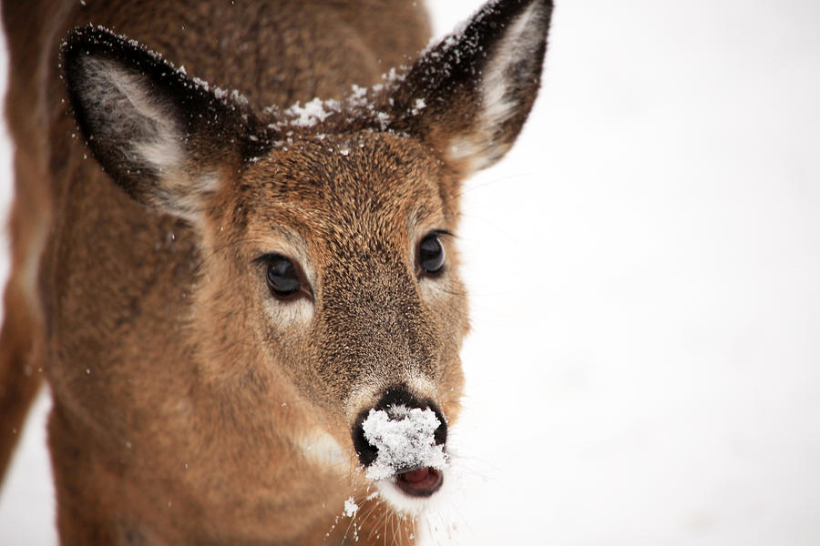 Deer Photograph - White On The Nose by Karol Livote