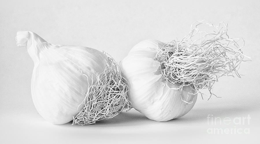 Garlic Photograph - Two bulbs of Garlic by Janet Burdon