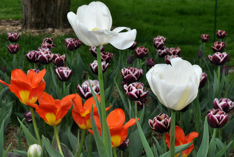 White orange and purple tulips Photograph by Diane Lent