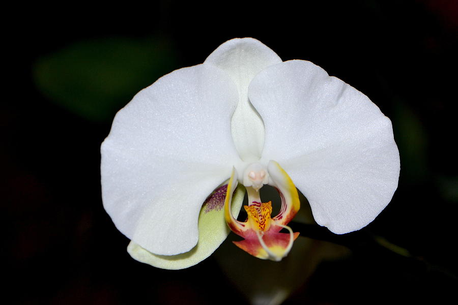 White Orchid 005 Photograph by George Bostian