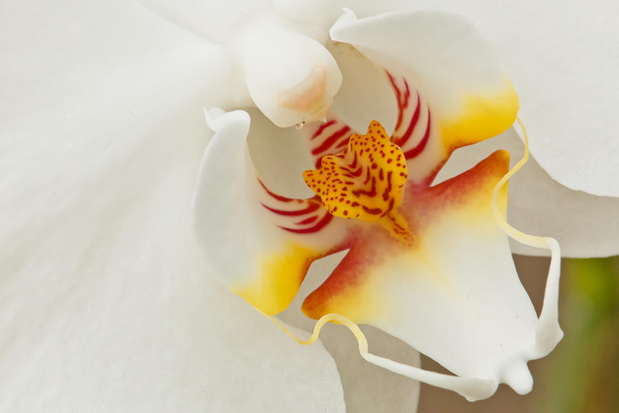 White Orchid 2 Photograph by Ben Graham