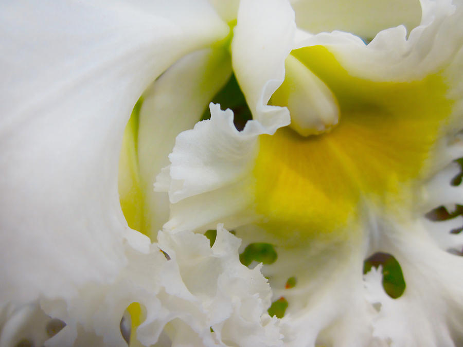 Orchid Photograph - White Orchid 3 by Jenny Rainbow