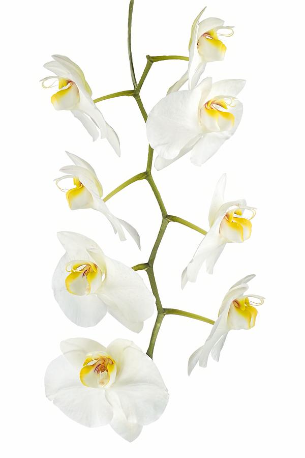 Orchid Photograph - White Orchid-4783 by Rudy Umans