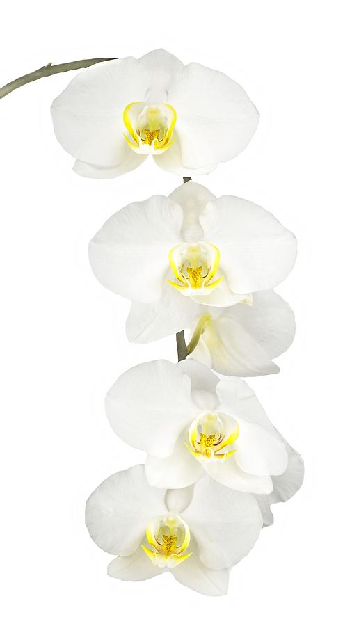 White Orchid-4791 Photograph by Rudy Umans