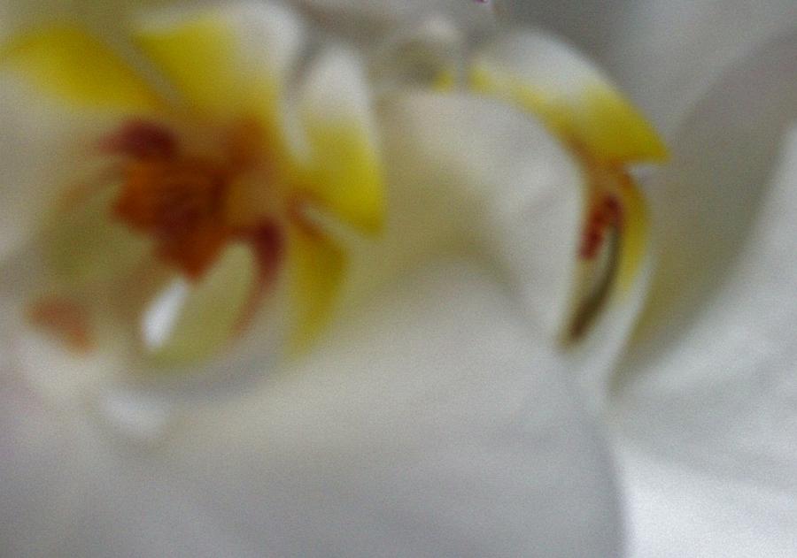 White Orchid Abstract Photograph by  Sharon Ackley