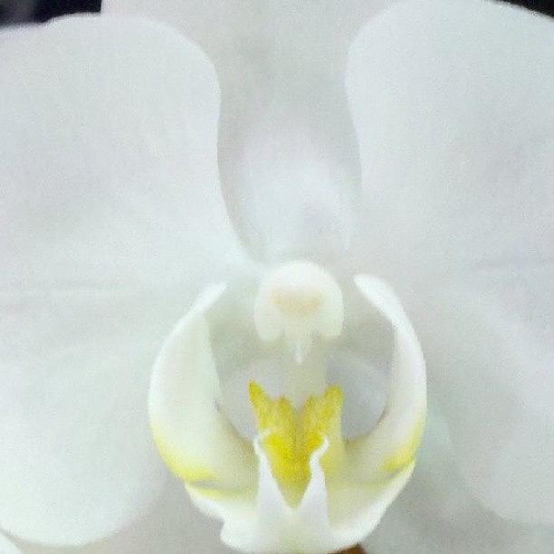 White Orchid Photograph by Ashley Flowers
