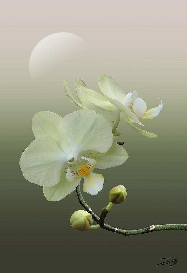 White Orchid at Dawn Photograph by M Spadecaller