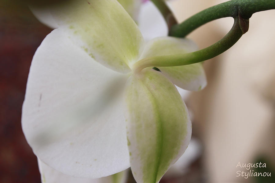 white Orchid Photograph by Augusta Stylianou
