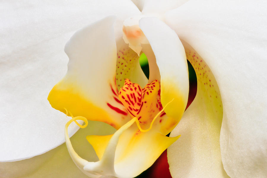 White Orchid Photograph by Ben Graham