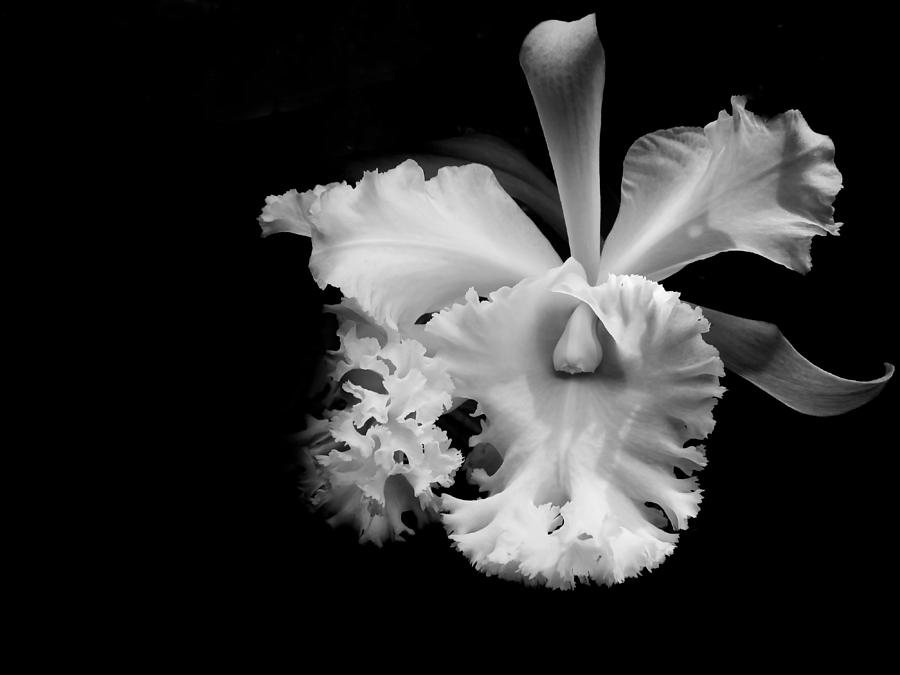 Orchid Photograph - White Orchid. Black and White by Jenny Rainbow