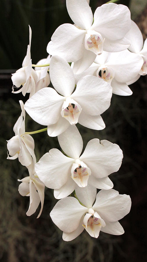 White Orchid Cascade Photograph by Harold Rau