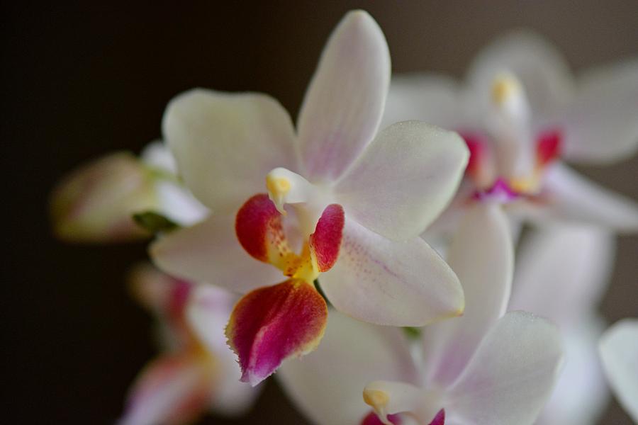 Orchid Photograph - White Orchid Close by Lena Photo Art