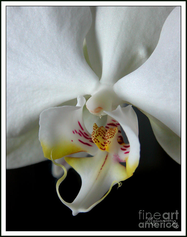 White Orchid Close-up Photograph by Mariarosa Rockefeller