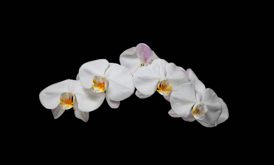 Orchid Photograph - White Orchid by David Kittrell