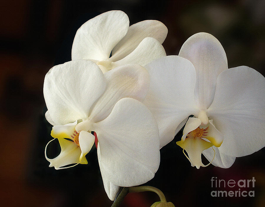 Orchid Photograph - White Orchid - Doritaenopsis Orchid by Kaye Menner