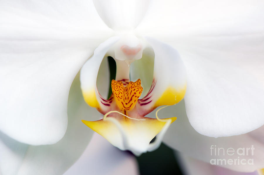 White Orchid Photograph by Eddie Yerkish