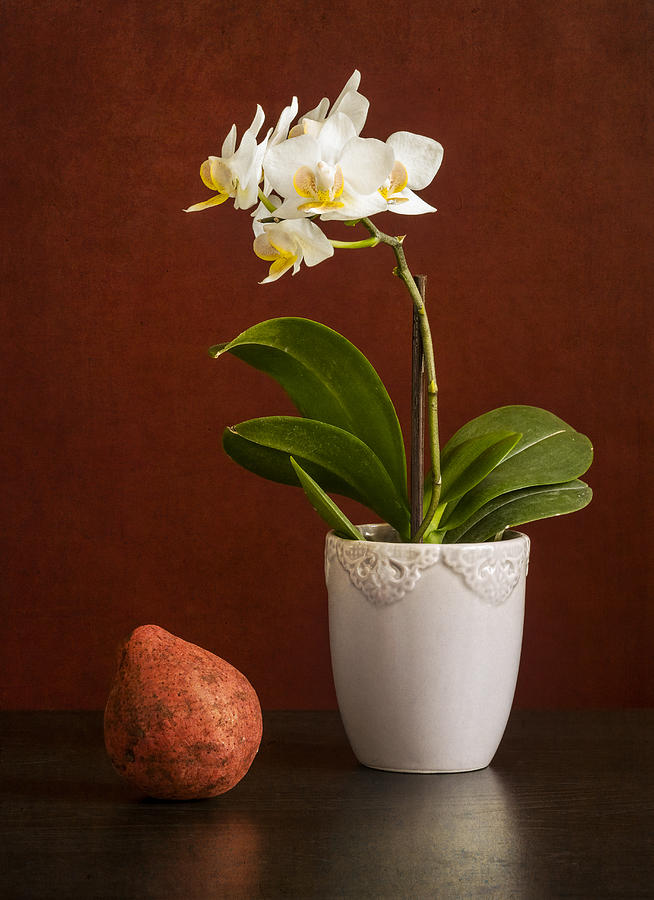 White orchid Photograph by Eduard Moldoveanu