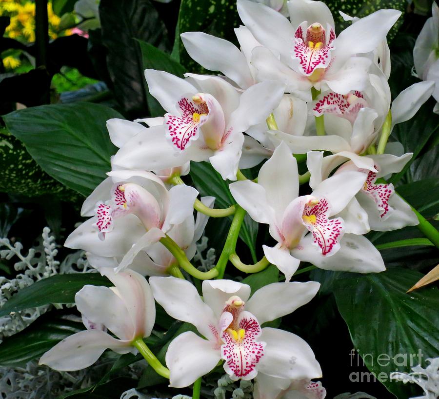 White Orchid In Full Bloom Photograph