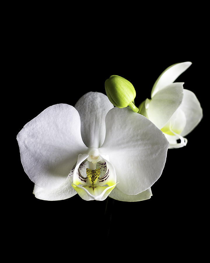 Flowers Still Life Photograph - White Orchid in the abyss by Scott Mullin